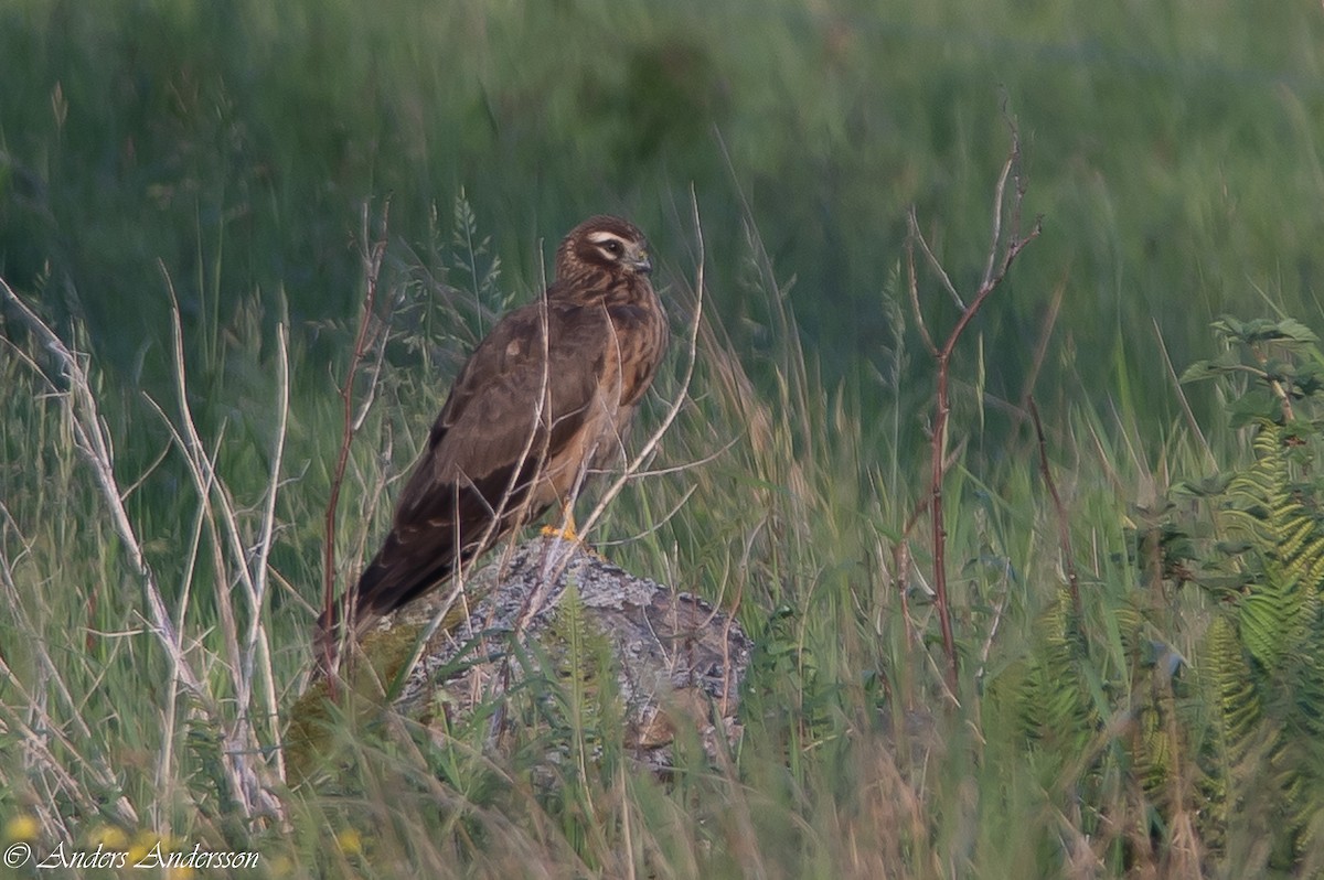 Montagu's Harrier - Anders Andersson