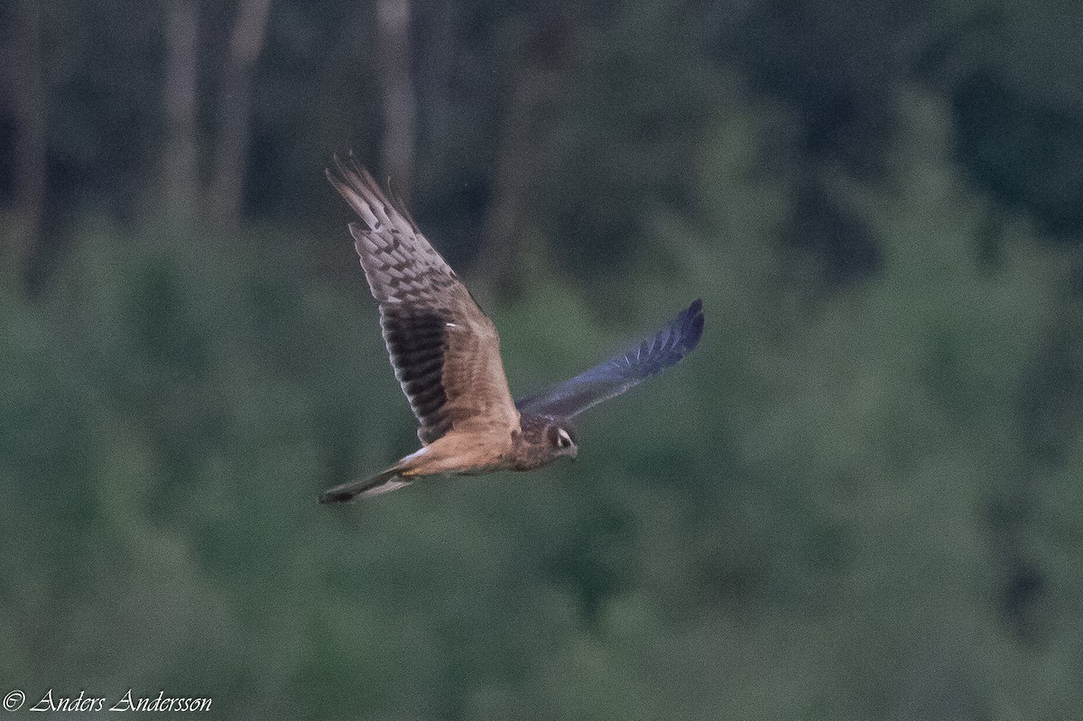 Montagu's Harrier - ML620379794