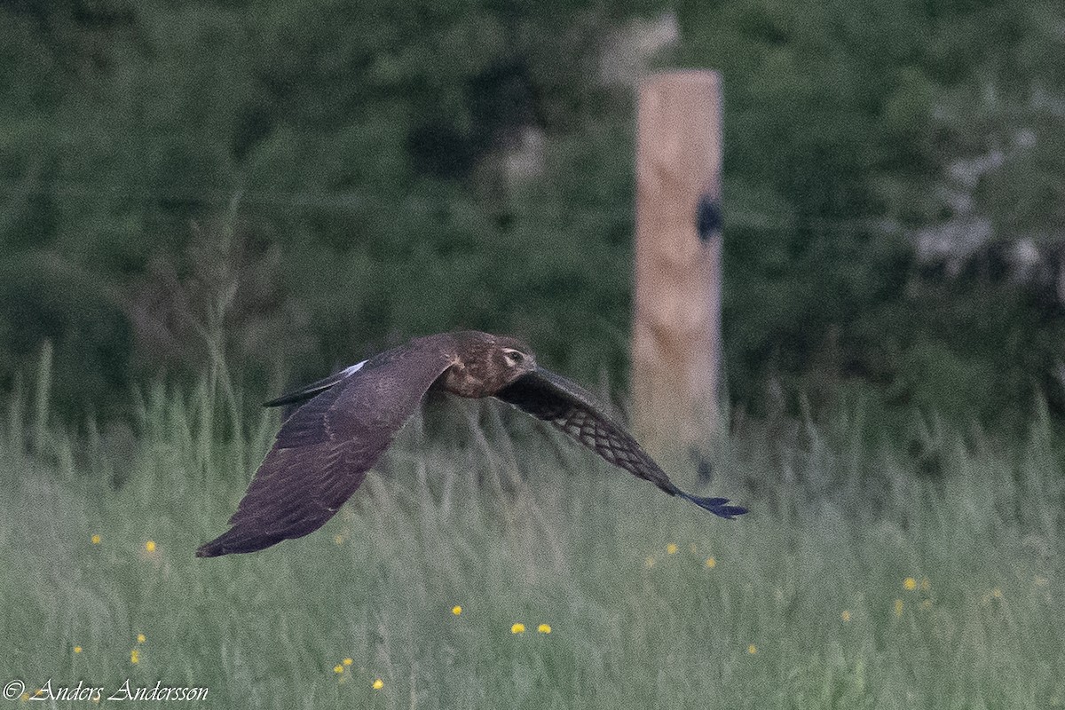 Montagu's Harrier - ML620379795