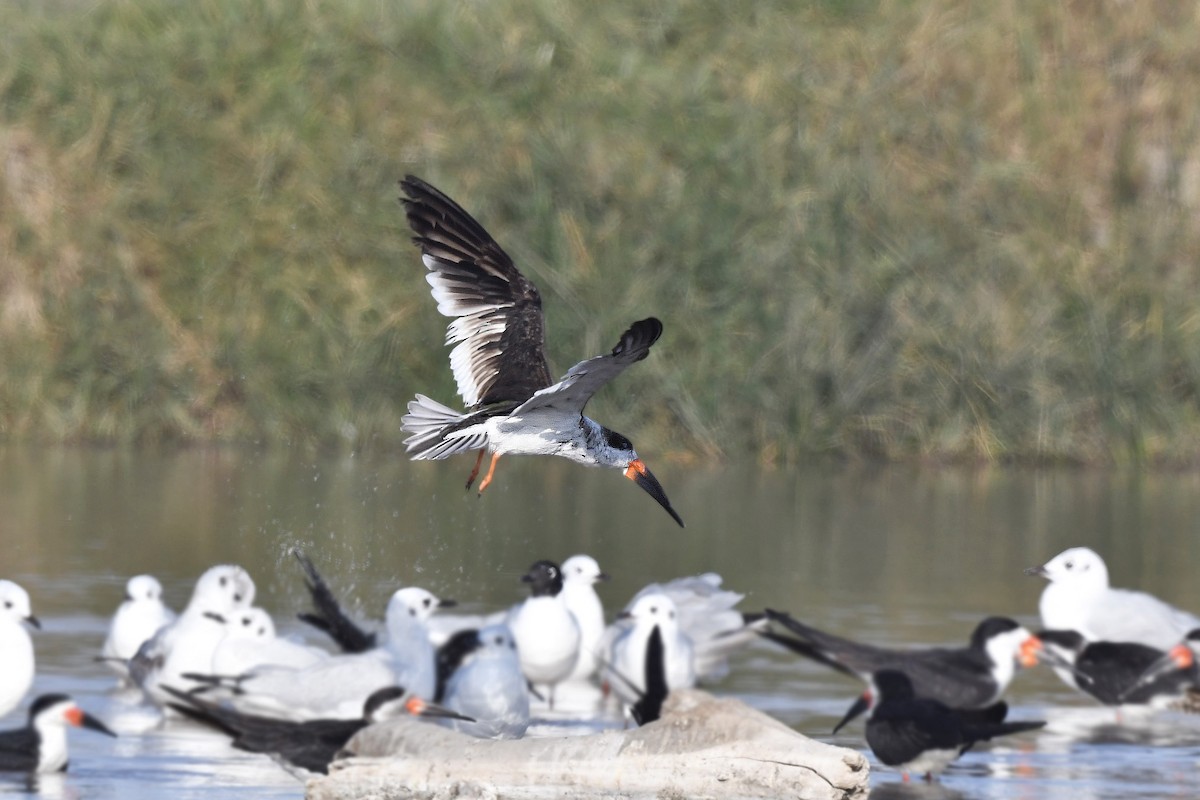 Black Skimmer (intercedens) - ML620379810