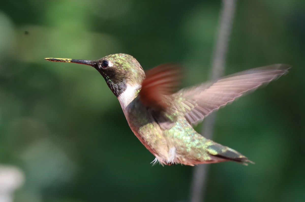 Colibrí Gorjinegro - ML620379816