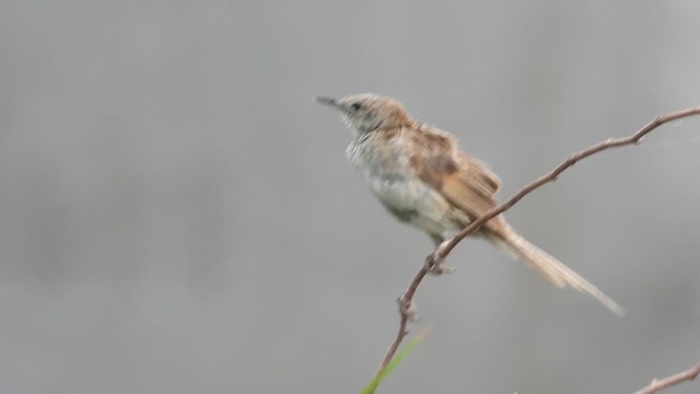 Striated Grassbird - ML620379839