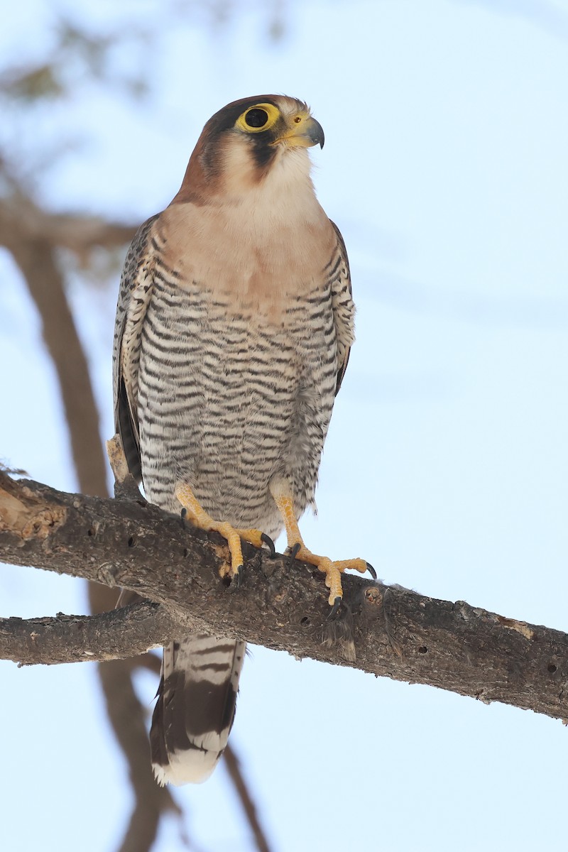 Red-necked Falcon - Benoit Maire