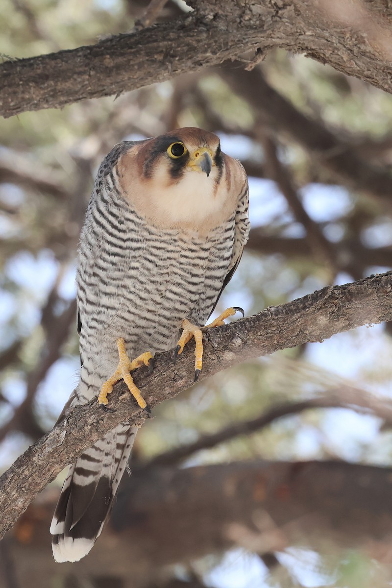 Red-necked Falcon - ML620379841