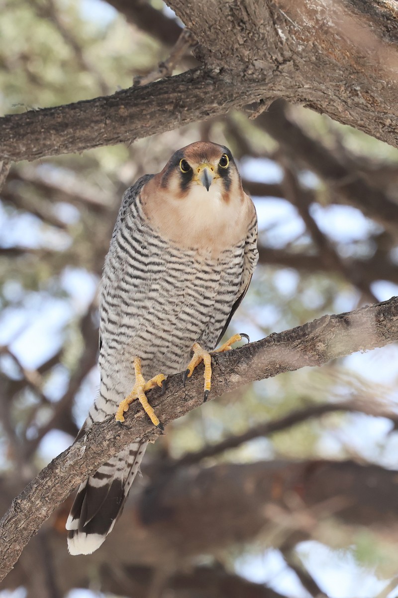 Red-necked Falcon - ML620379842