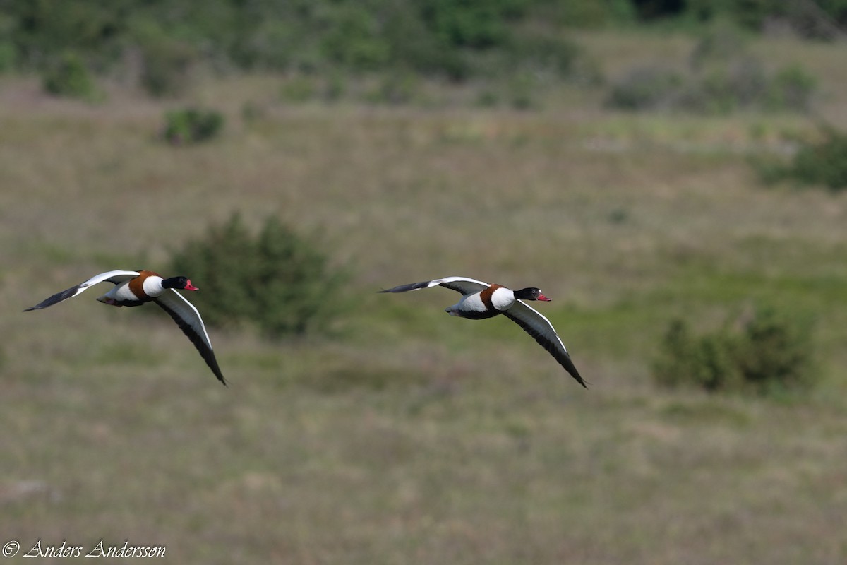 Common Shelduck - ML620379846