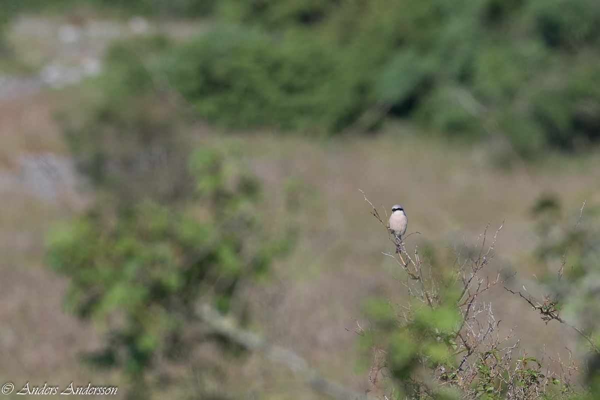 Red-backed Shrike - ML620379861