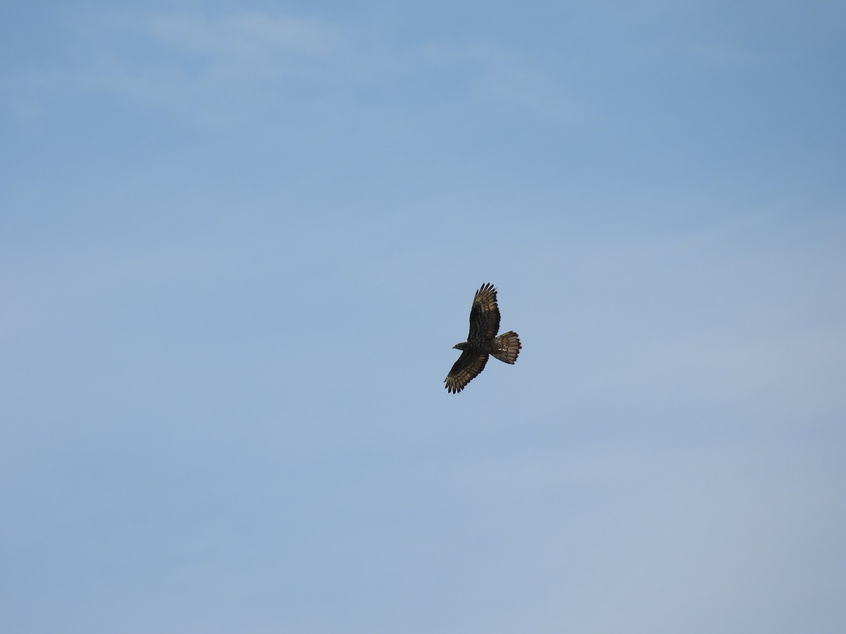 European Honey-buzzard - ML620379862