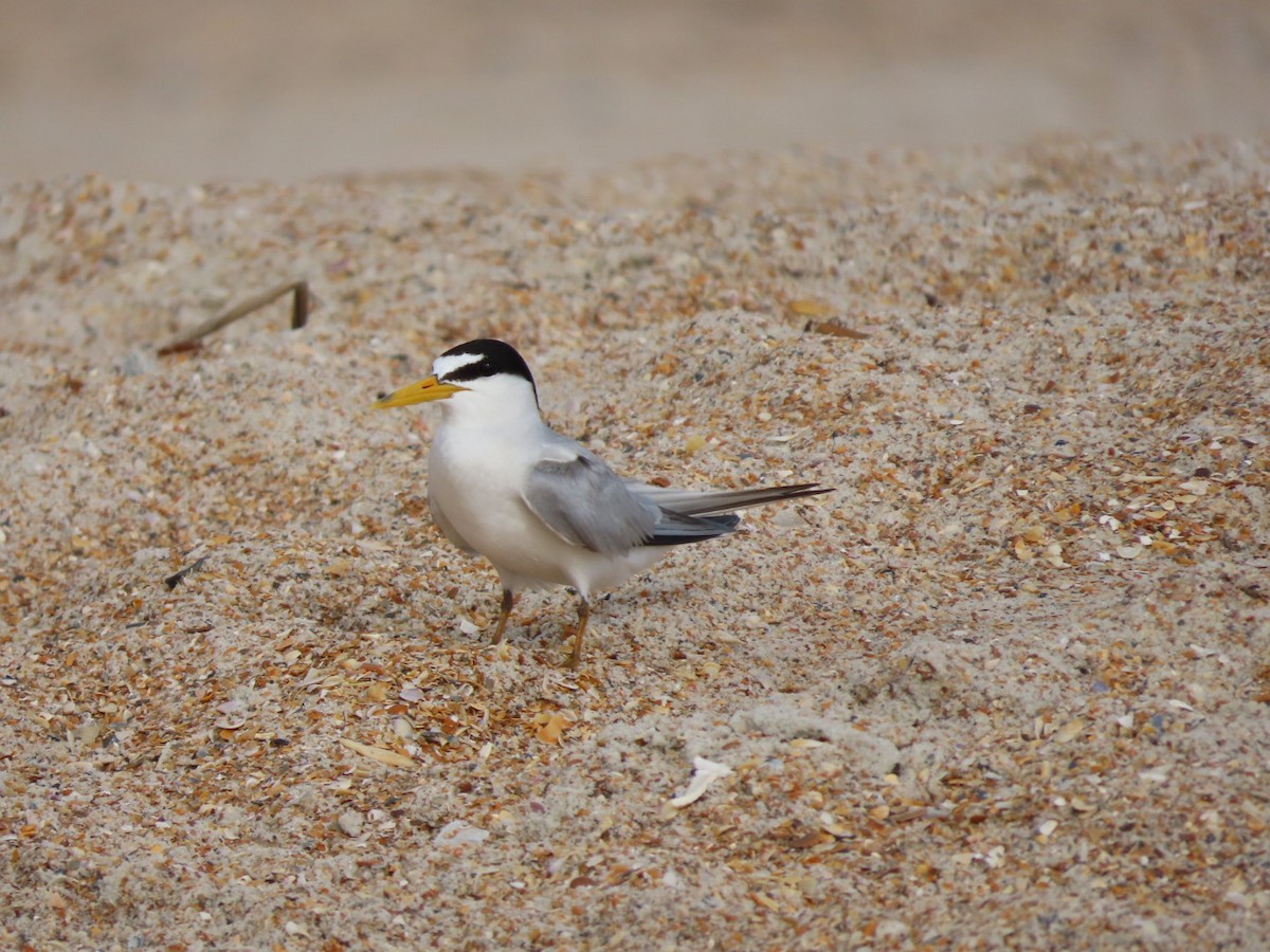 Least Tern - ML620379873