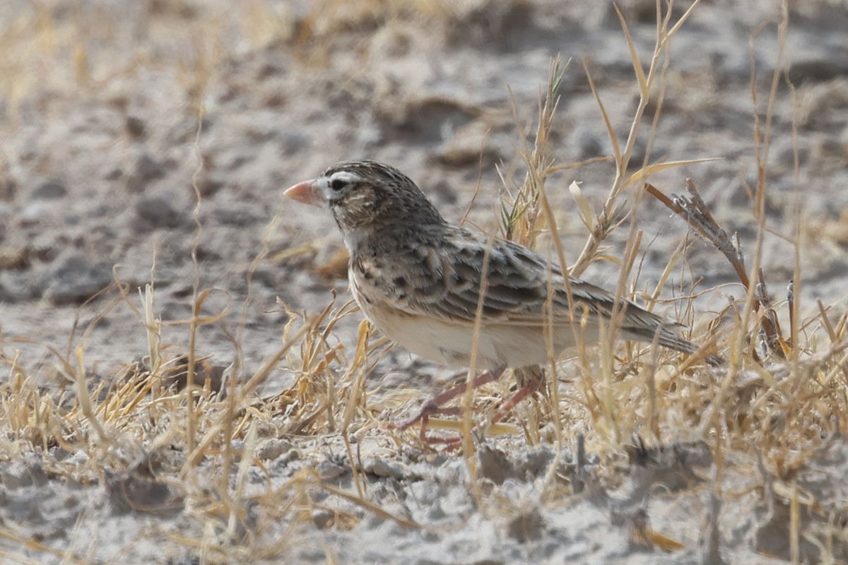 Pink-billed Lark - ML620379883