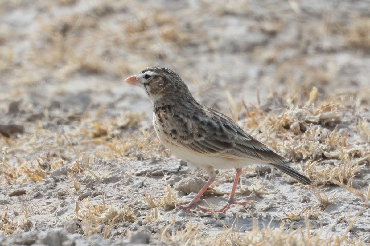 Pink-billed Lark - ML620379884