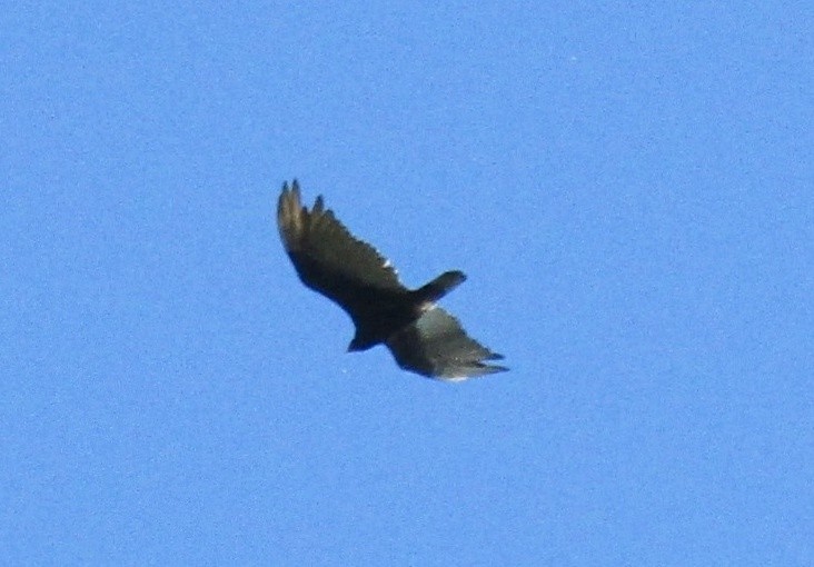 Turkey Vulture - ML620379908