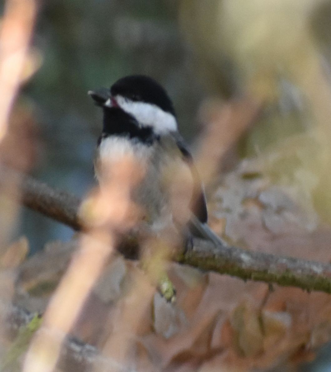 Black-capped Chickadee - ML620379958