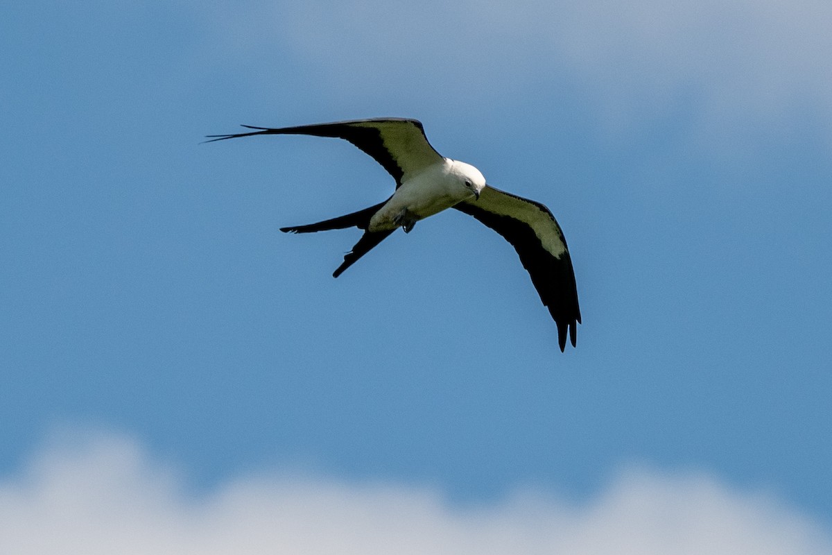 Swallow-tailed Kite - ML620379964