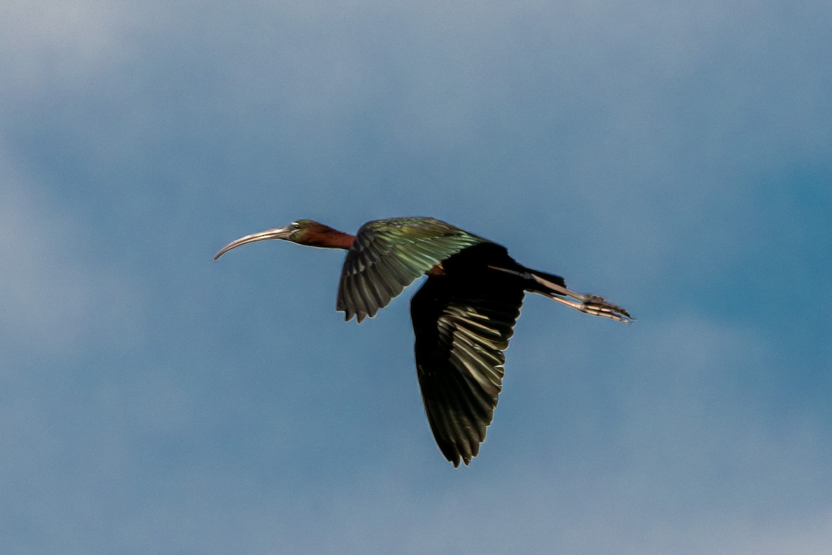 ibis hnědý - ML620379969