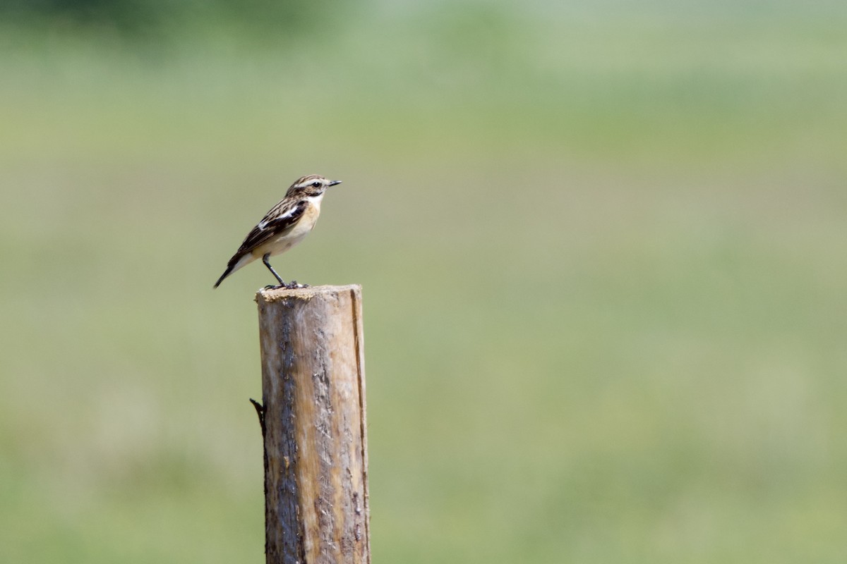 Whinchat - ML620379971