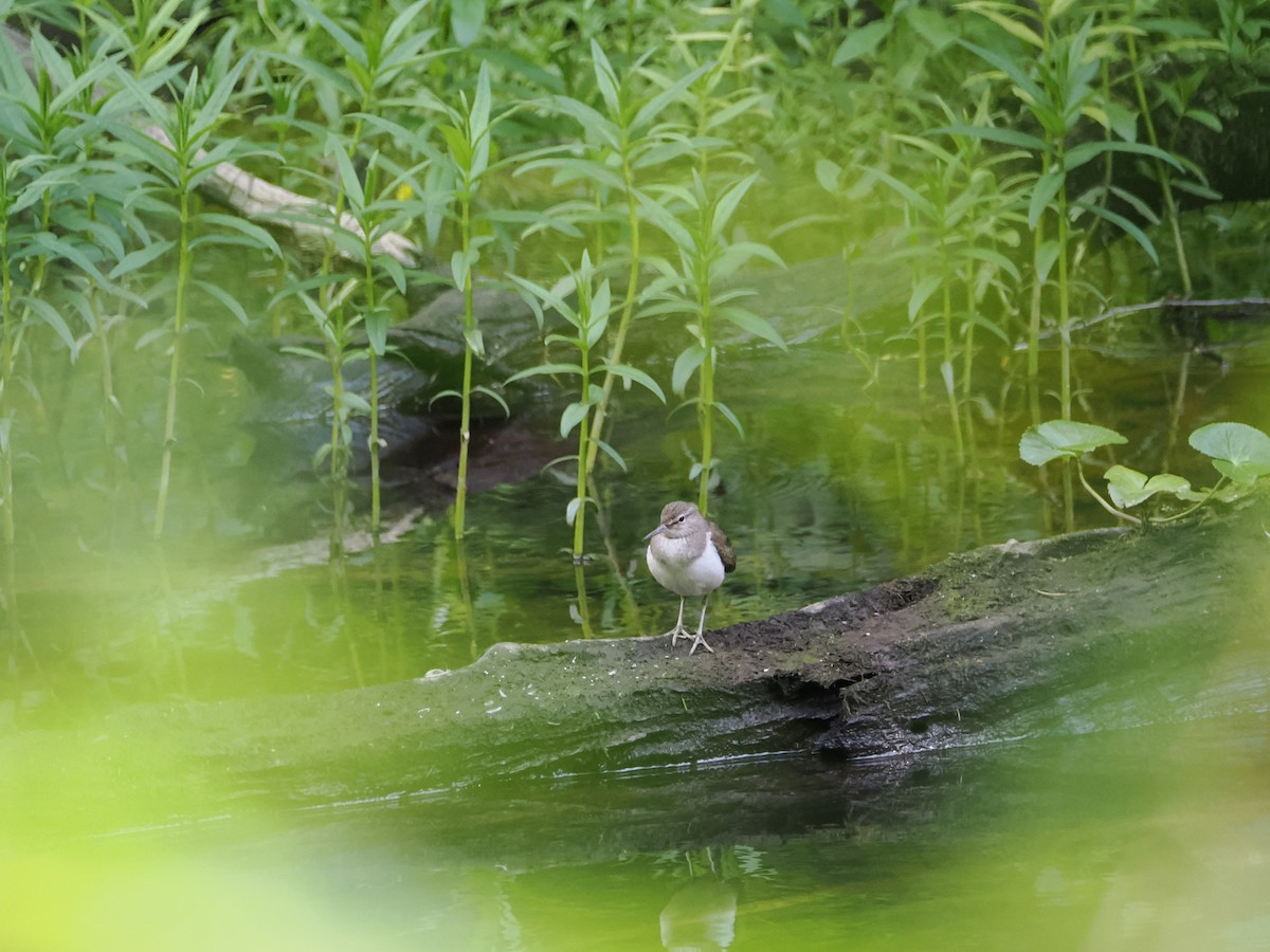 Common Sandpiper - ML620379974