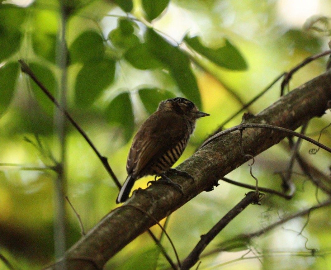 White-barred Piculet - ML620379978