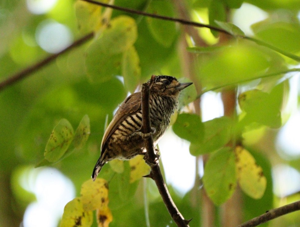 White-barred Piculet - ML620379979