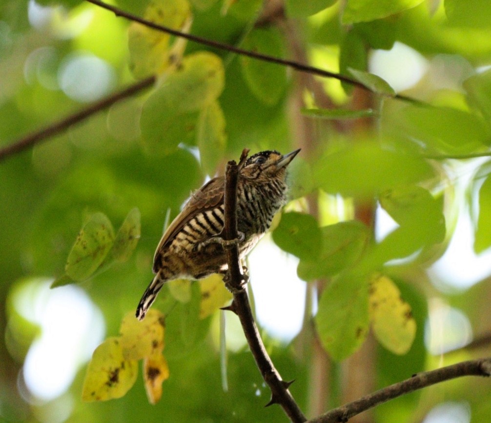 White-barred Piculet - ML620379980
