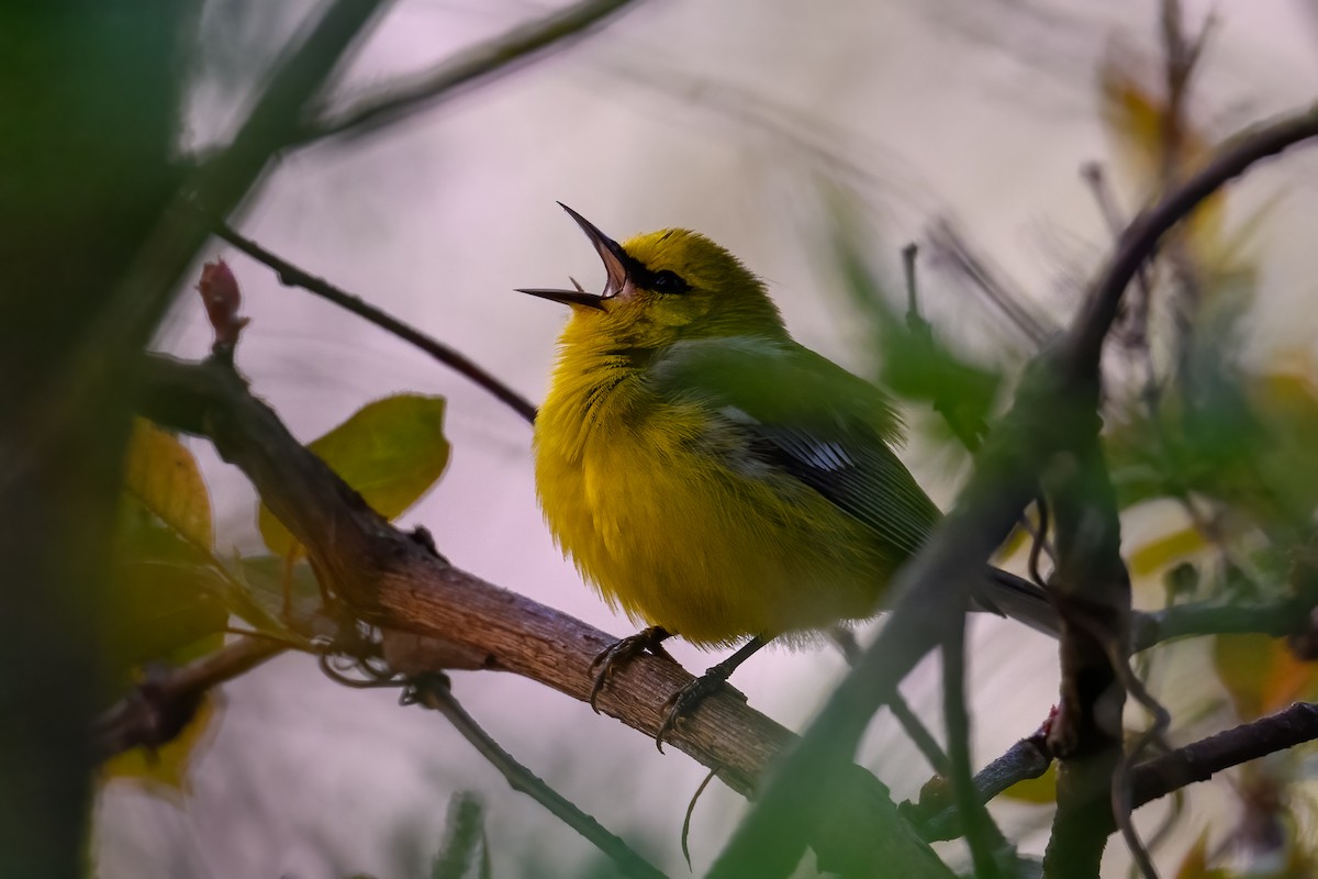 Blue-winged Warbler - ML620379981