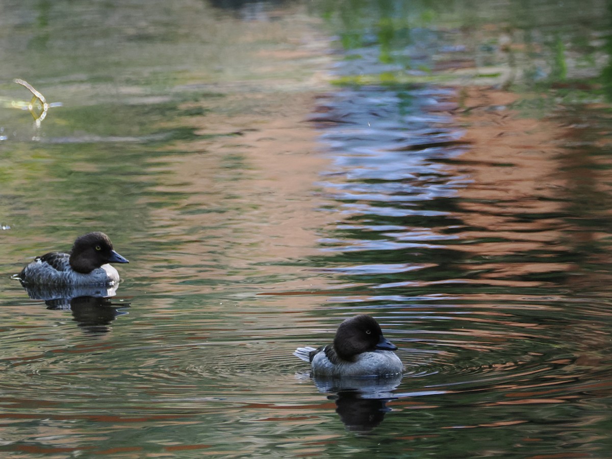 Common Goldeneye - ML620380001