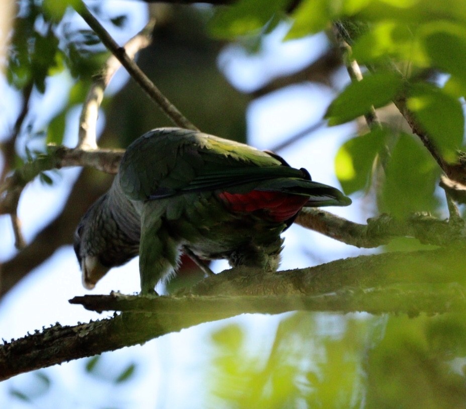 Папуга-червоногуз зеленощокий - ML620380004