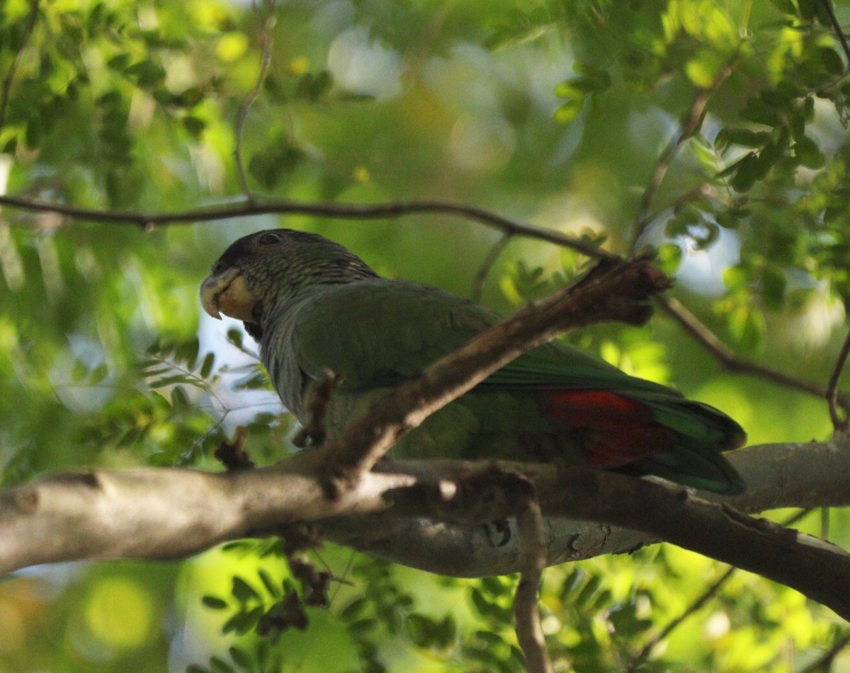 Папуга-червоногуз зеленощокий - ML620380005