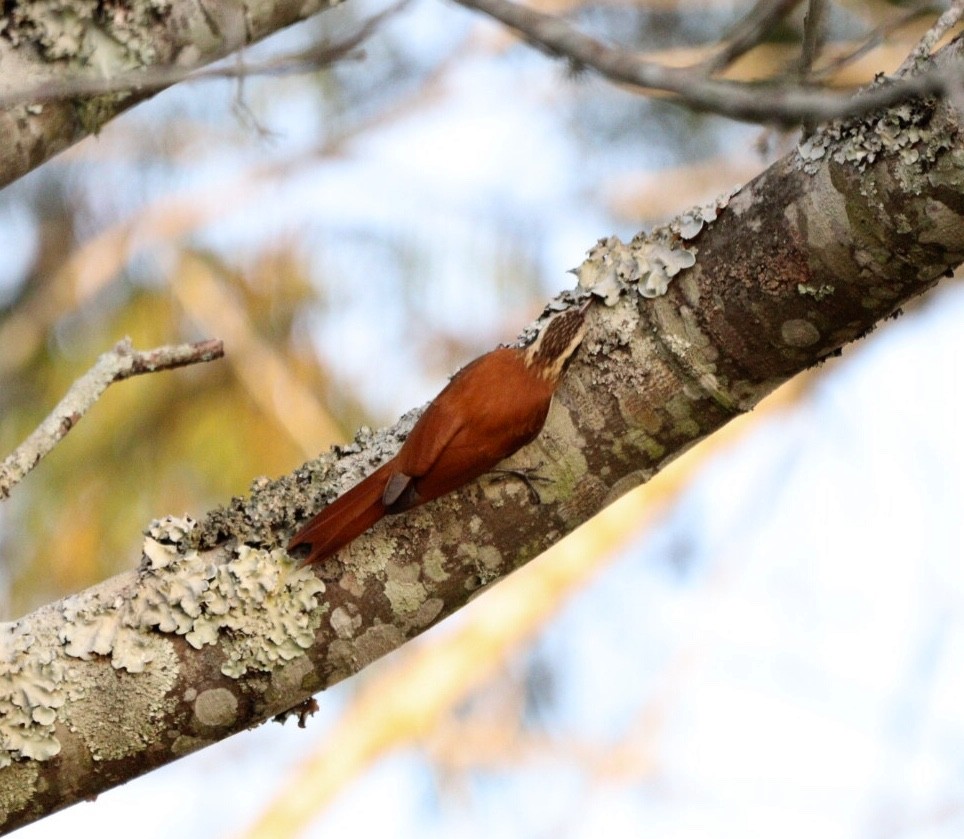 Narrow-billed Woodcreeper - ML620380011