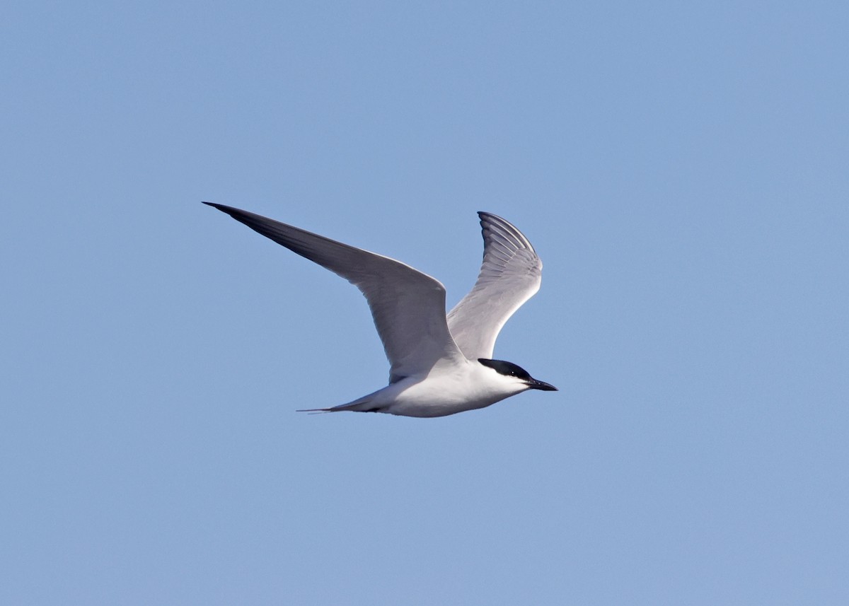 Gull-billed Tern - ML620380018