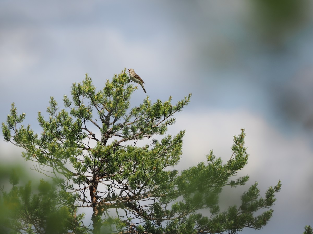 Tree Pipit - ML620380022