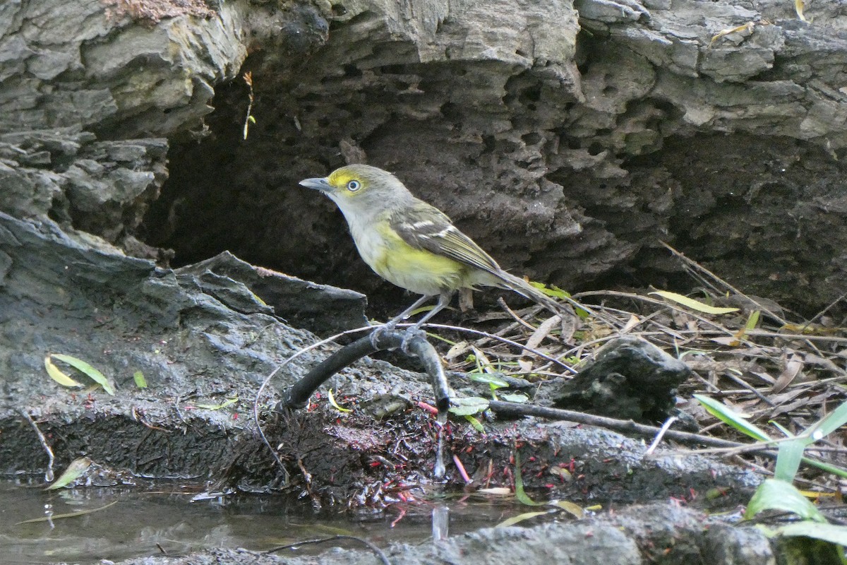 Ak Gözlü Vireo - ML620380041