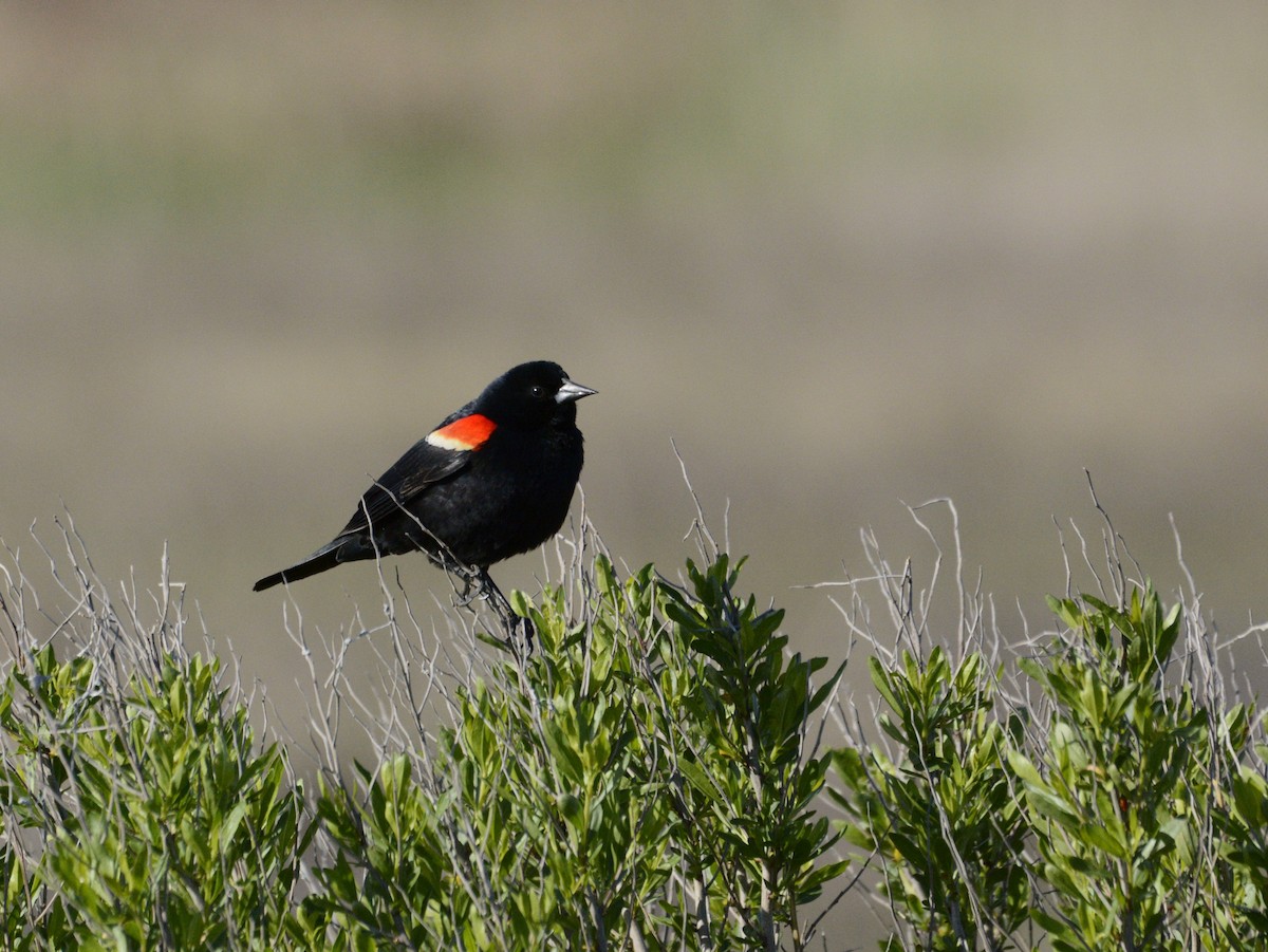 Red-winged Blackbird - ML620380052