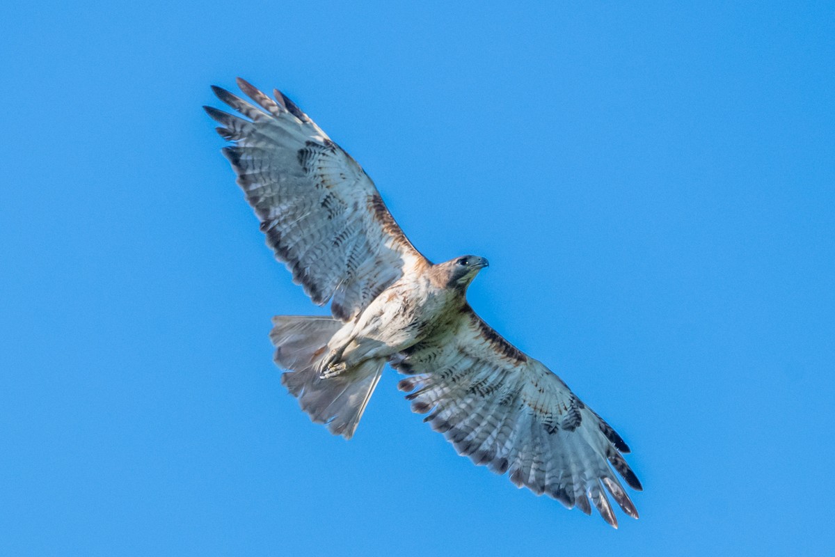 Red-tailed Hawk - ML620380069