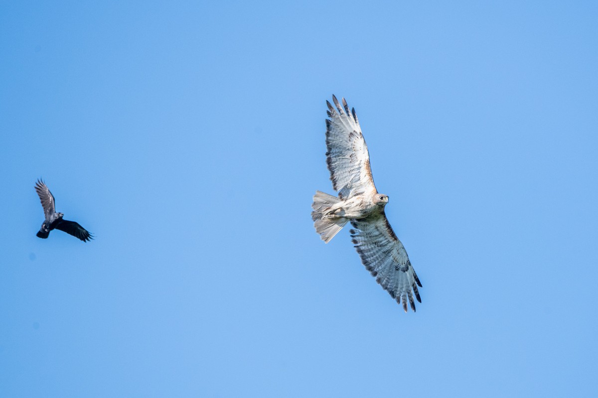 Red-tailed Hawk - ML620380070