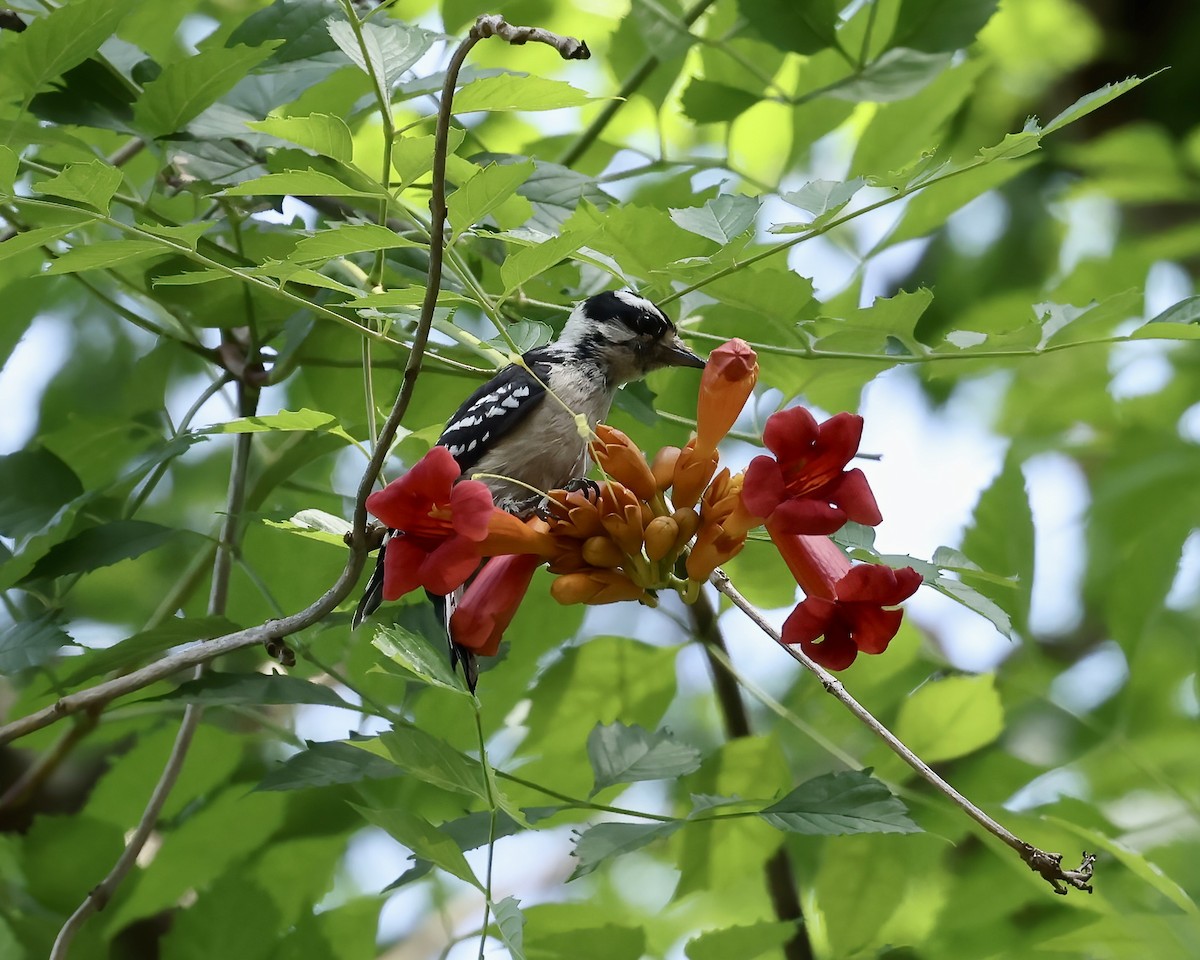 Downy Woodpecker - ML620380074