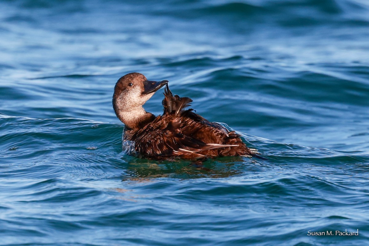 Black Scoter - ML620380088