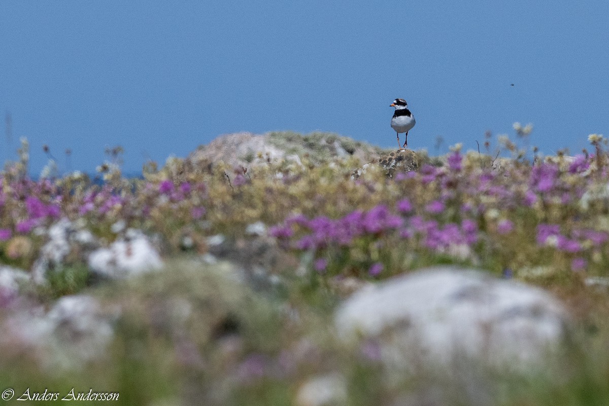 Common Ringed Plover - ML620380092