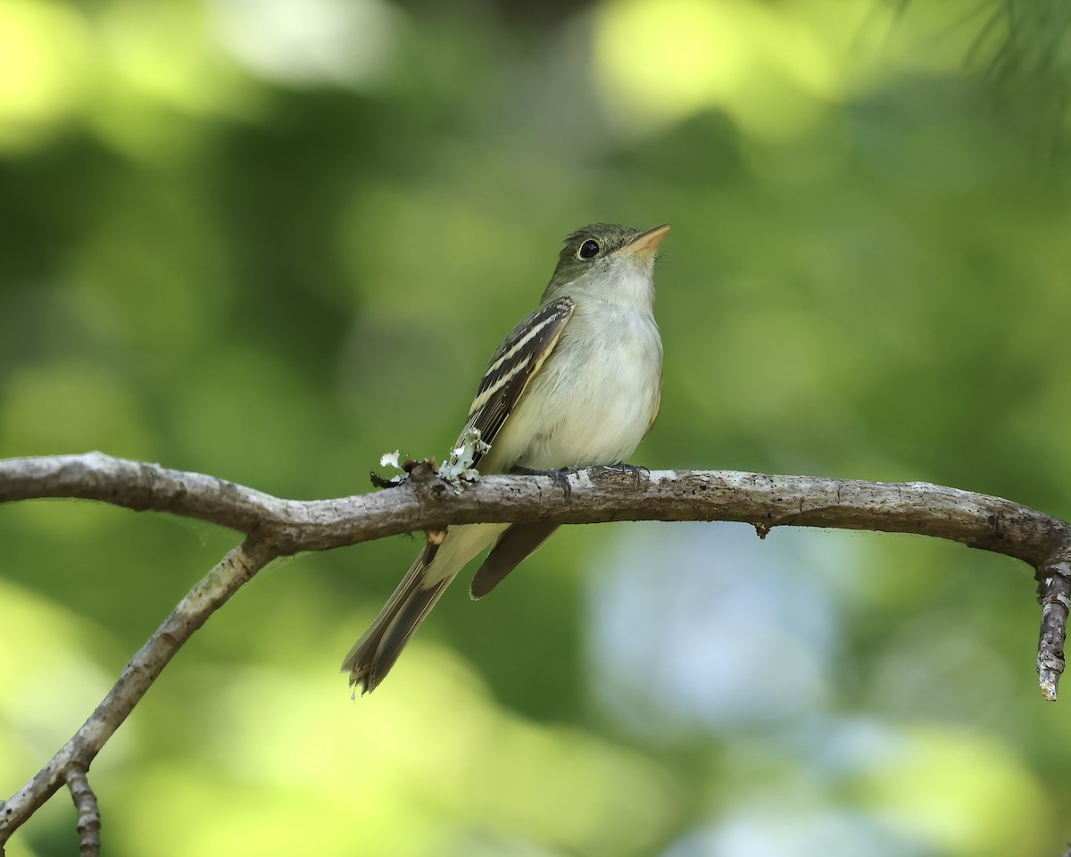 Acadian Flycatcher - ML620380095