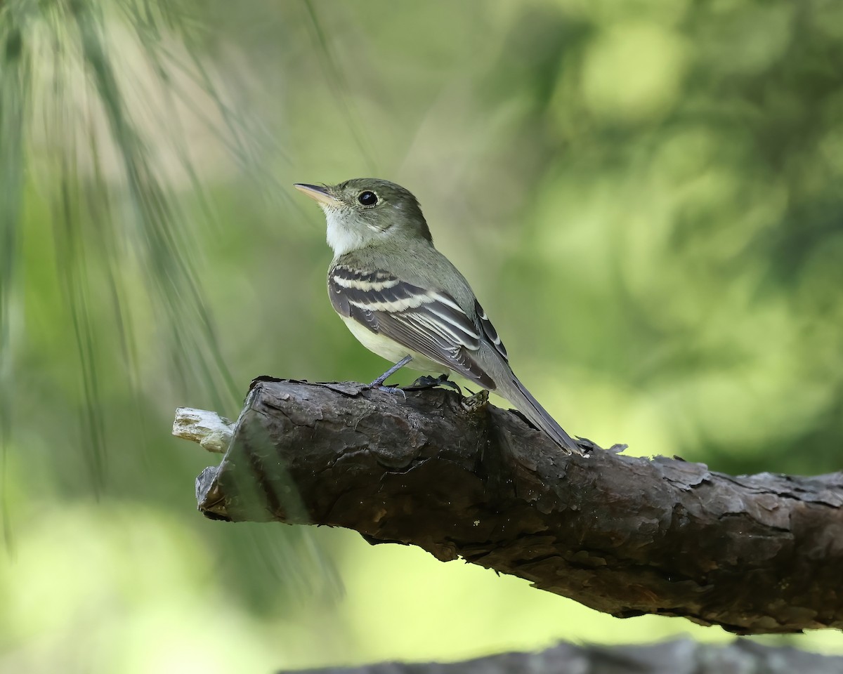 Acadian Flycatcher - ML620380096