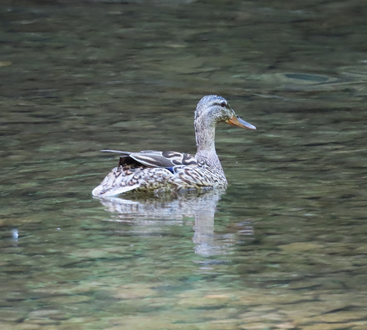 Canard colvert - ML620380099