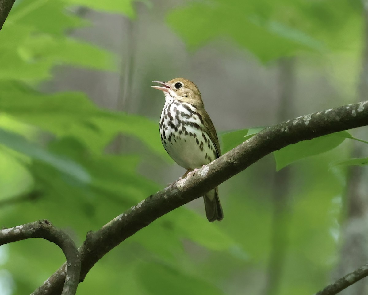 Ovenbird - ML620380104