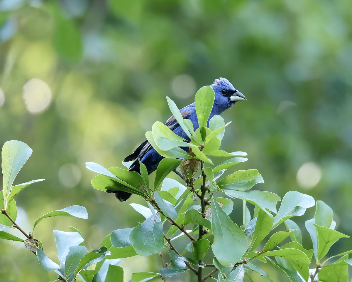 Blue Grosbeak - ML620380114