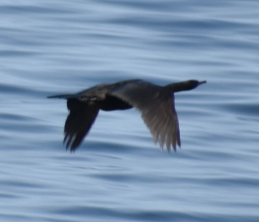 Pelagic Cormorant - ML620380116