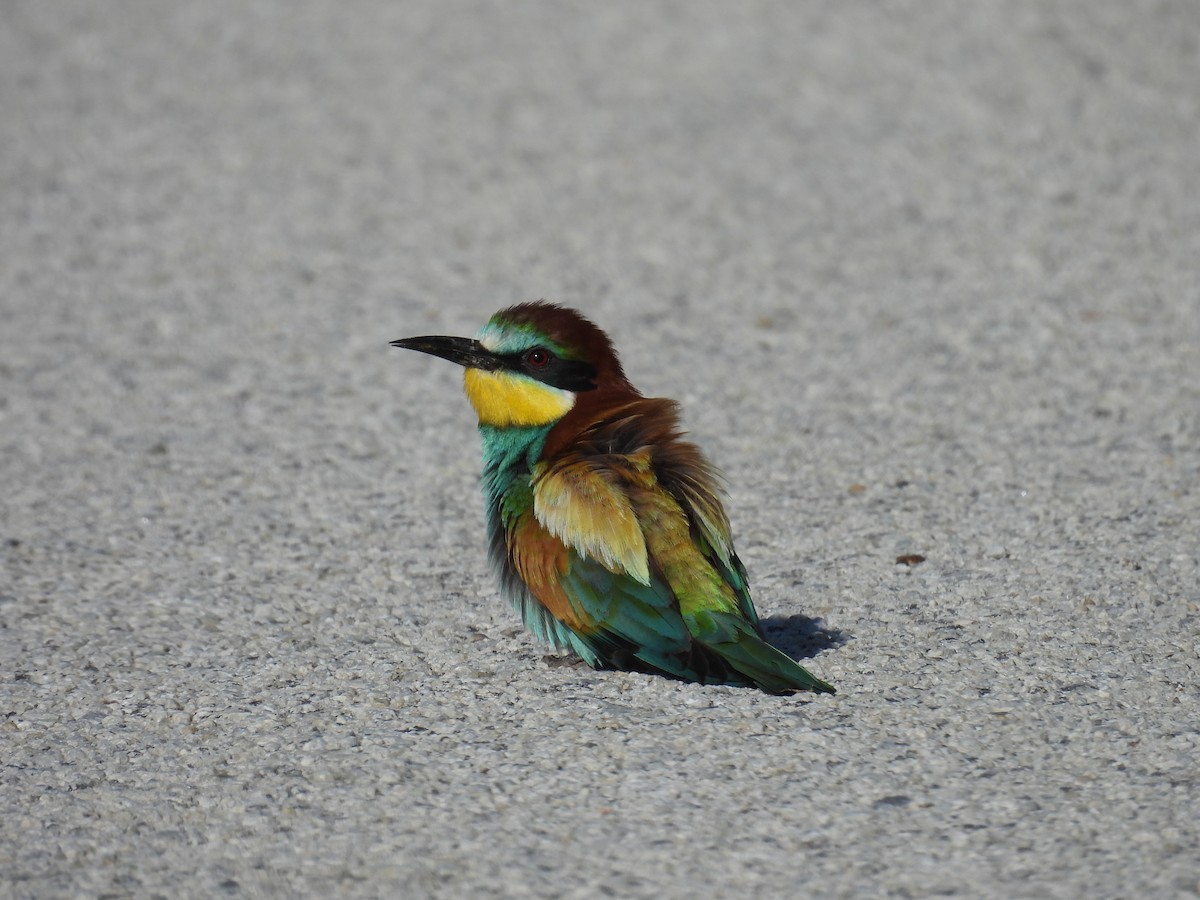 European Bee-eater - ML620380118