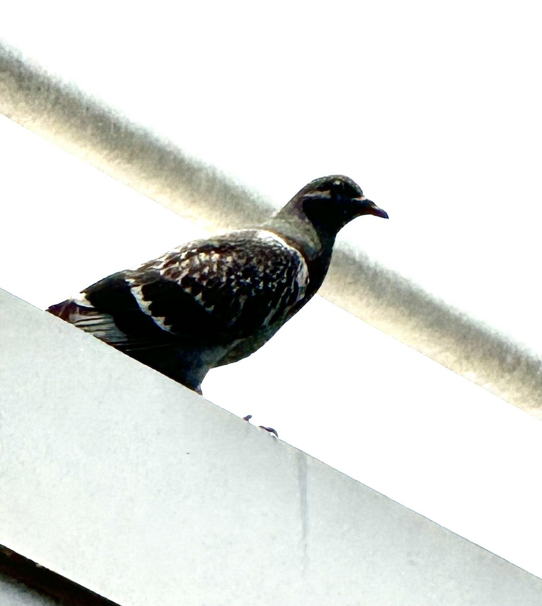 Rock Pigeon (Feral Pigeon) - ML620380119