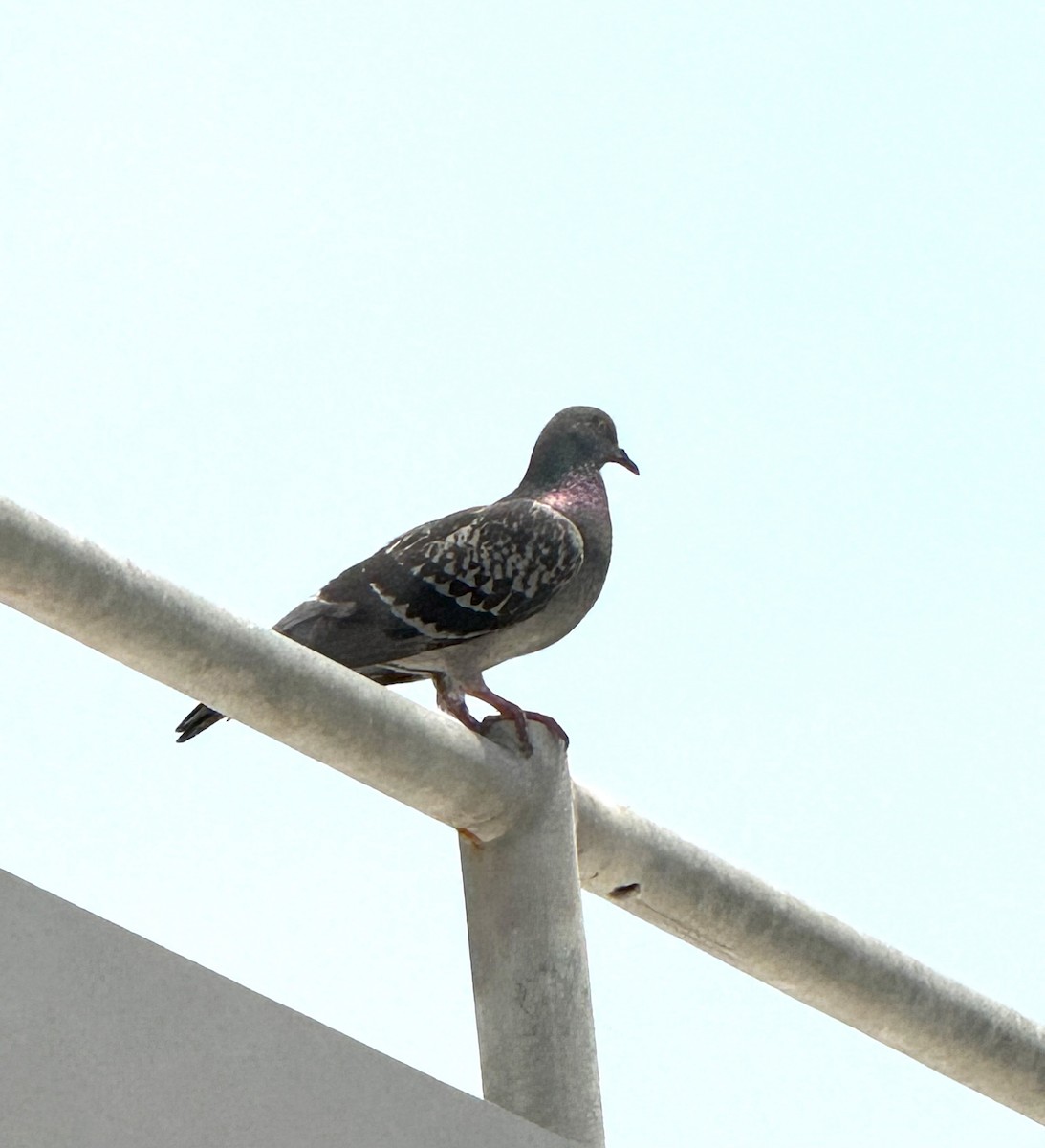 Rock Pigeon (Feral Pigeon) - ML620380120