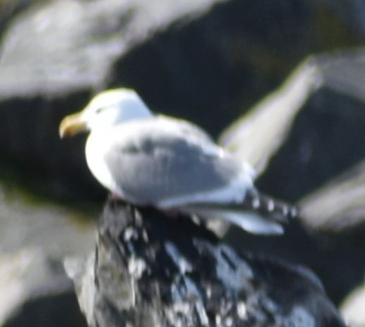 Western x Glaucous-winged Gull (hybrid) - ML620380127