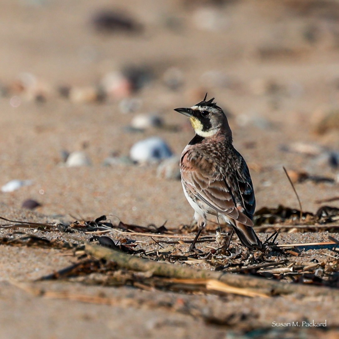 Horned Lark - ML620380138