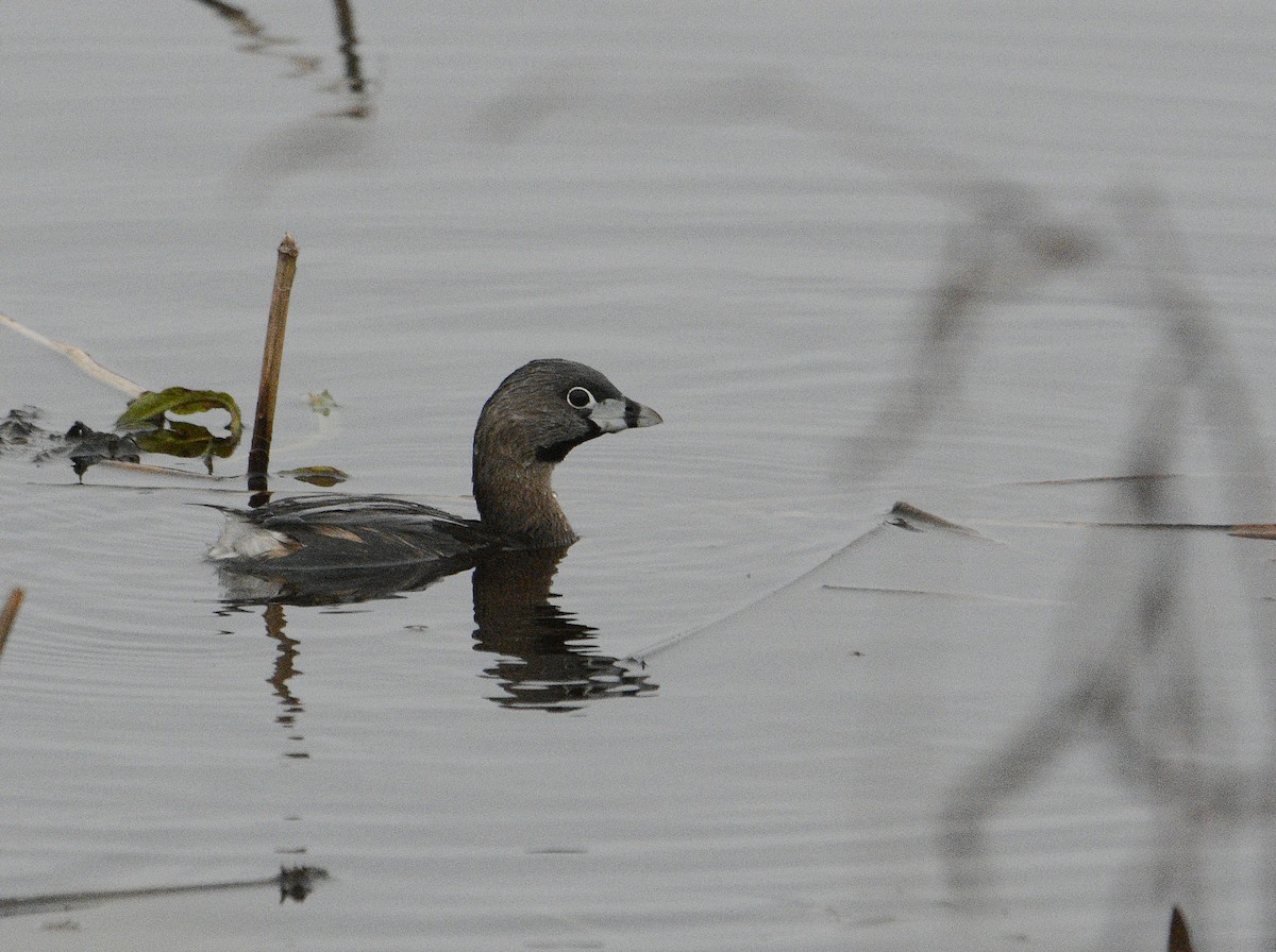 Pied-billed Grebe - ML620380140